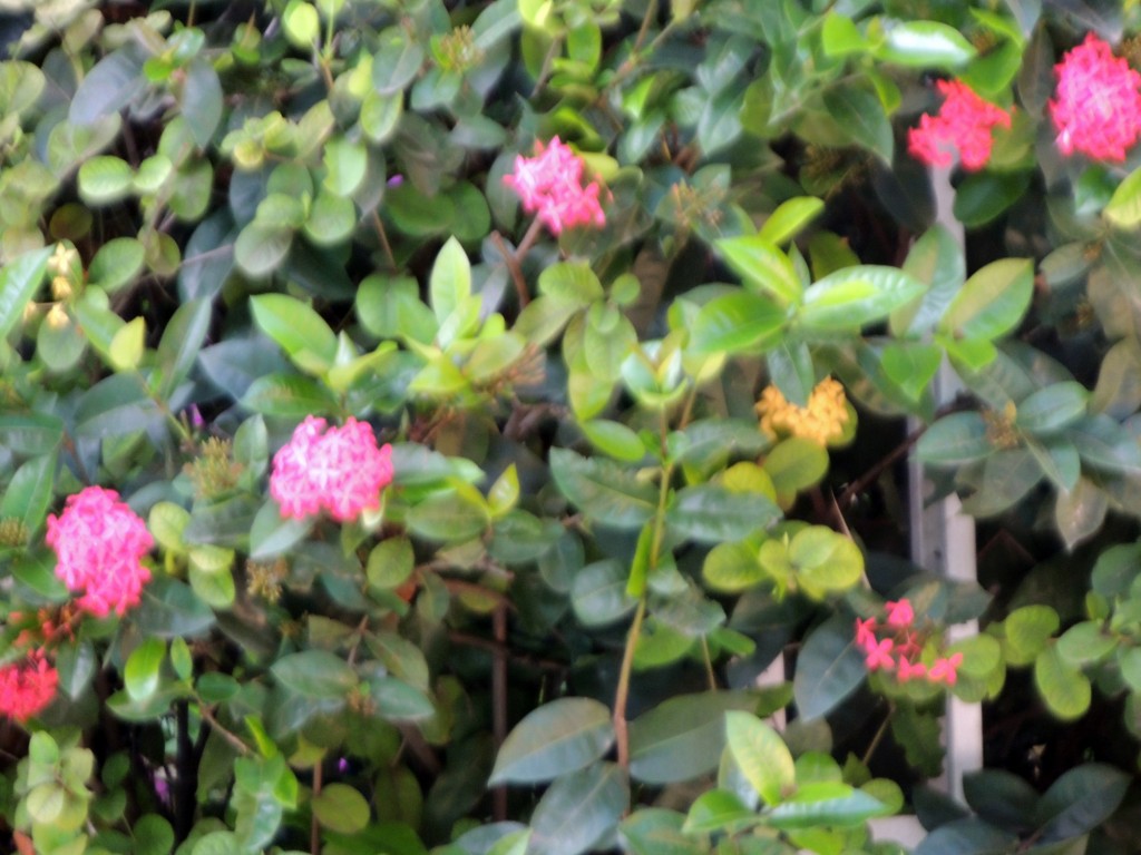 Foto: Casa Inti Guesthouse - Managua, Nicaragua