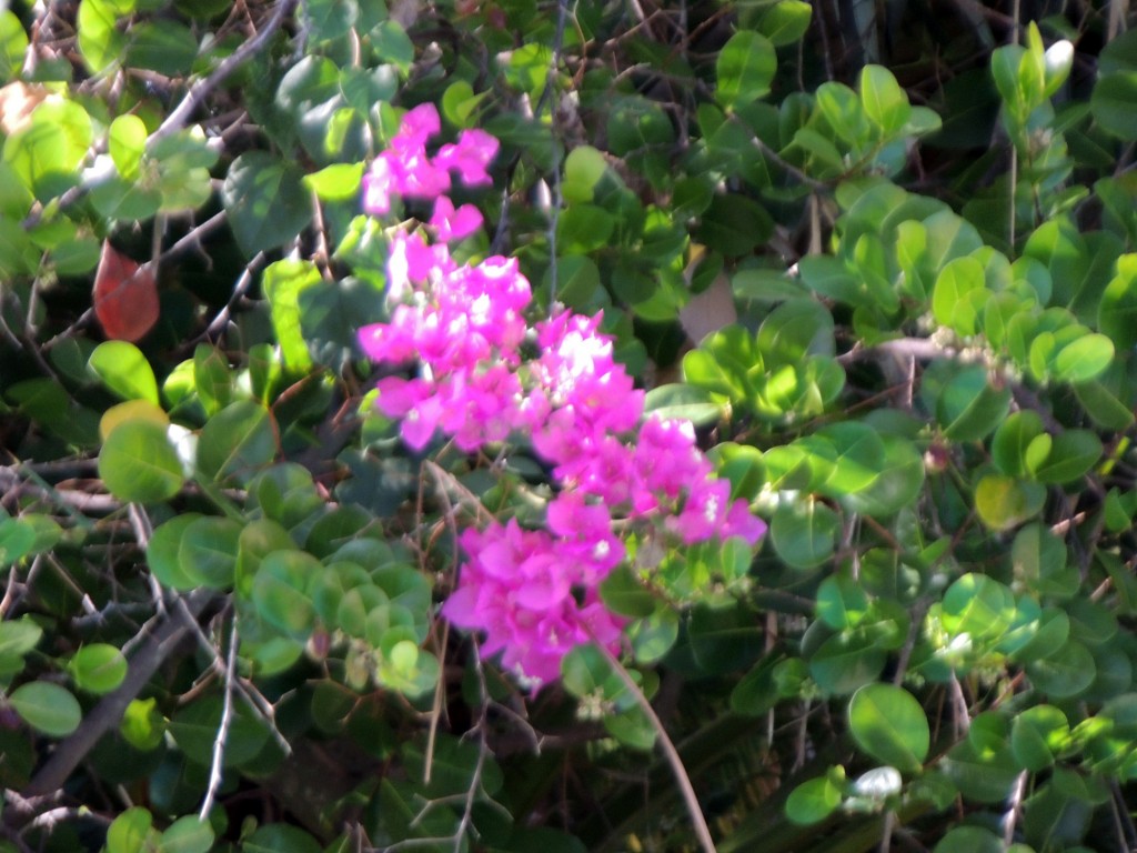 Foto: Casa Inti Guesthouse - Managua, Nicaragua
