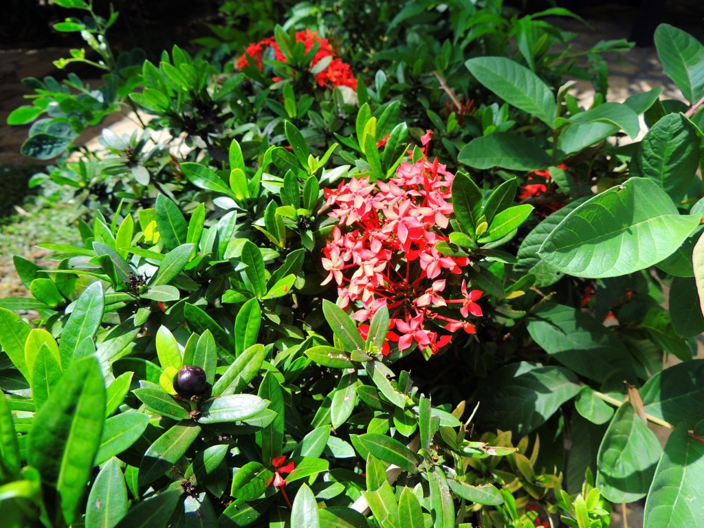 Foto: Casa Inti Guesthouse - Managua, Nicaragua