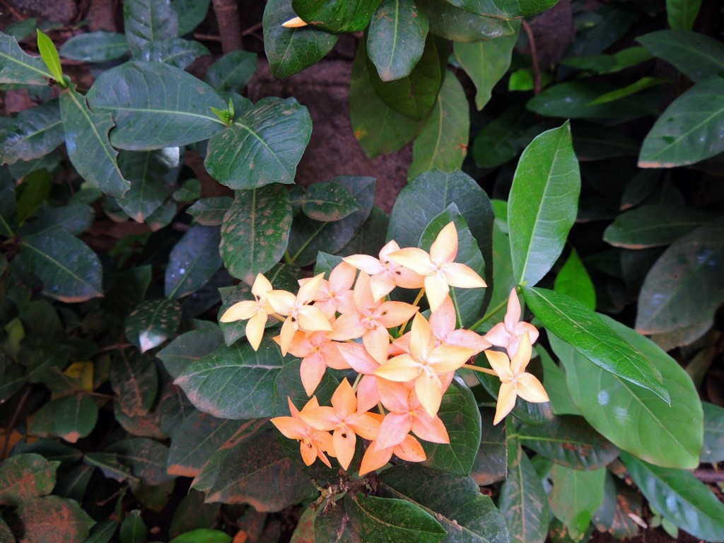 Foto: Casa Inti Guesthouse - Managua, Nicaragua