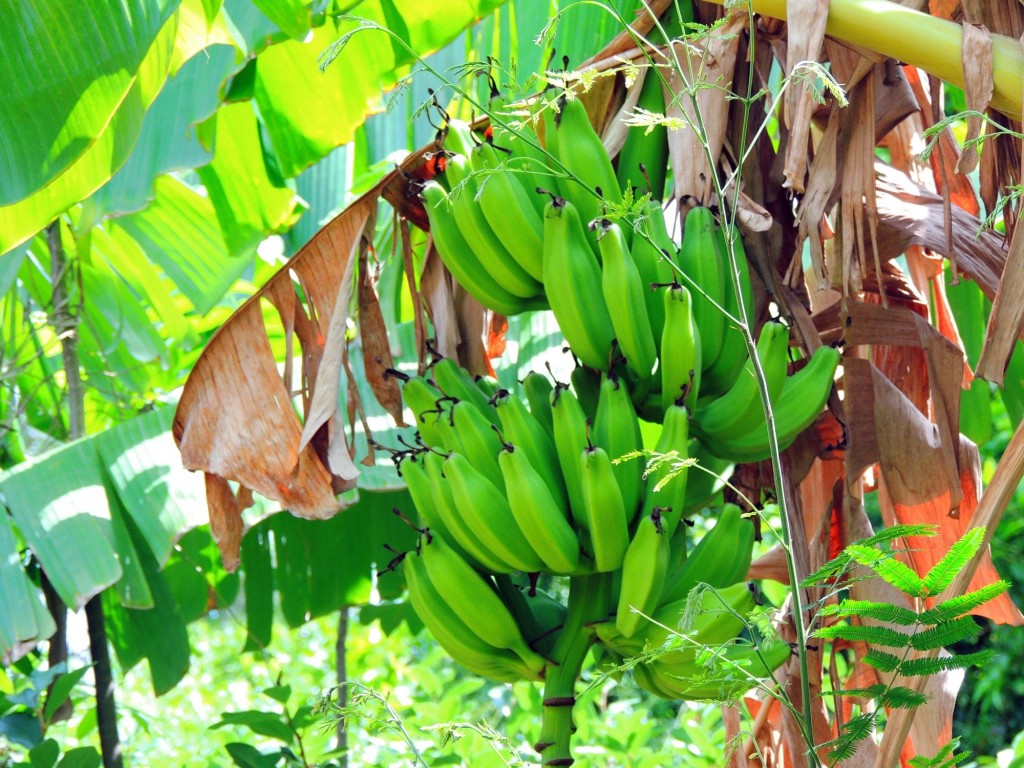 Foto: Casa Inti Guesthouse - Managua, Nicaragua