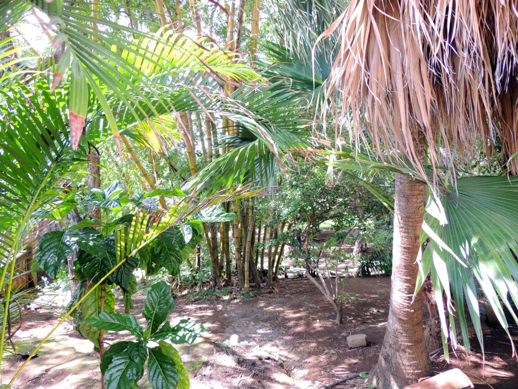 Foto: Casa Inti Guesthouse - Managua, Nicaragua