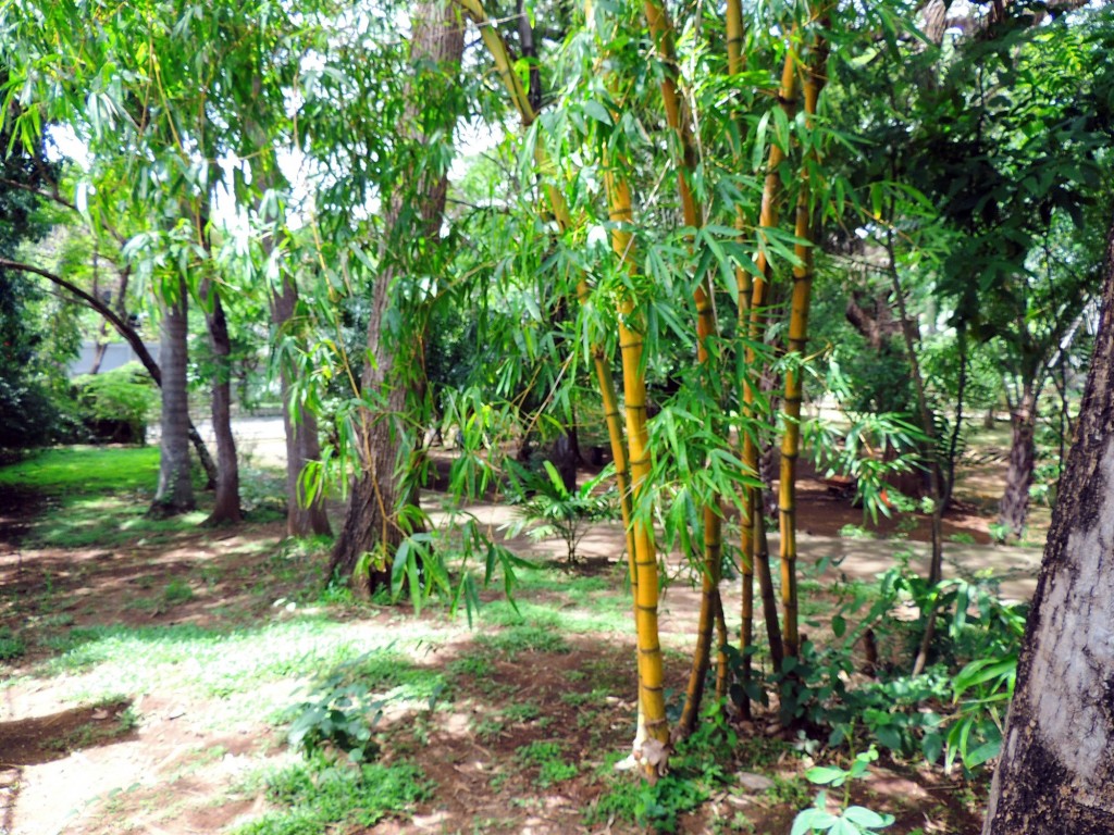 Foto: Casa Inti Guesthouse - Managua, Nicaragua