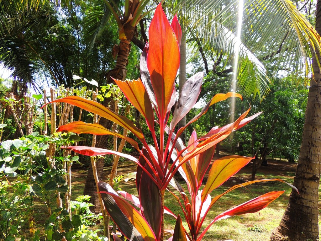Foto: Casa Inti Guesthouse - Managua, Nicaragua