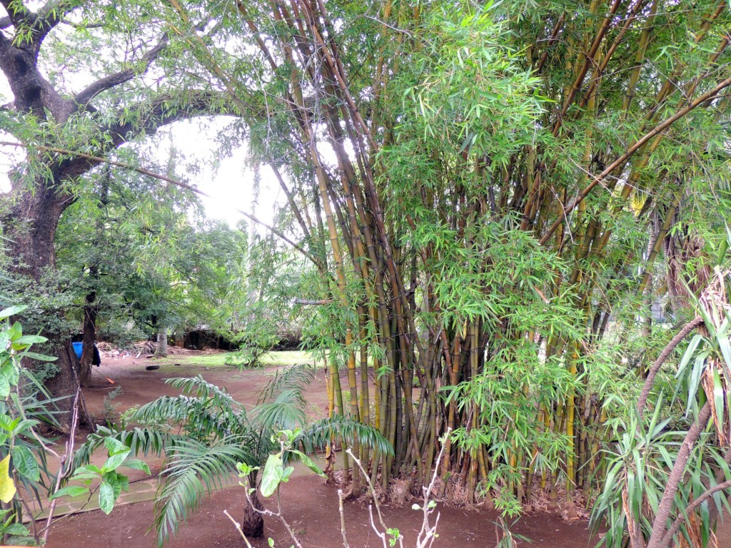 Foto: Casa Inti Guesthouse - Managua, Nicaragua