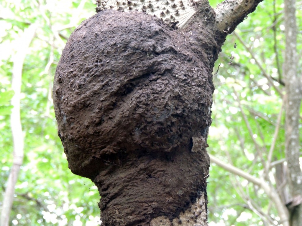 Foto: Reserva Natural Ojo de Agua - Ometepe, Nicaragua
