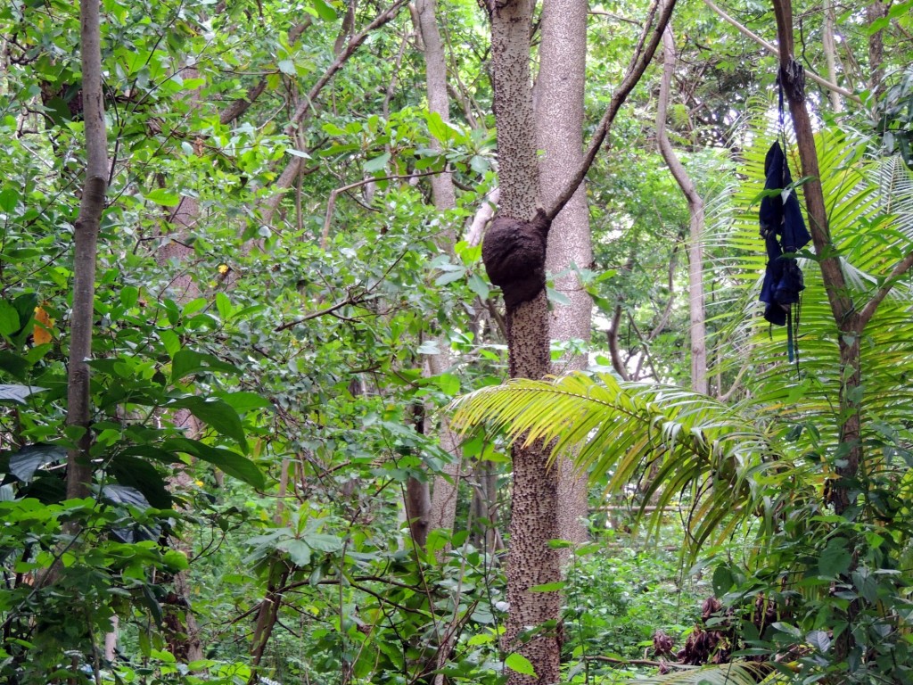 Foto: Reserva Natural Ojo de Agua - Ometepe, Nicaragua