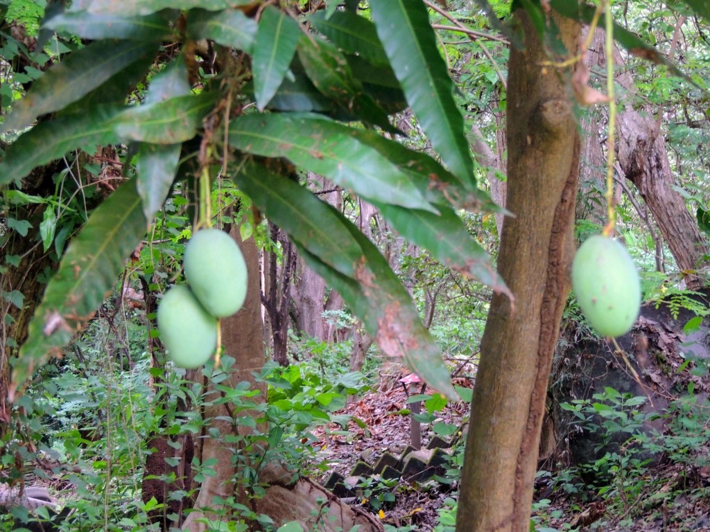 Foto: Reserva Natural Ojo de Agua - Ometepe, Nicaragua