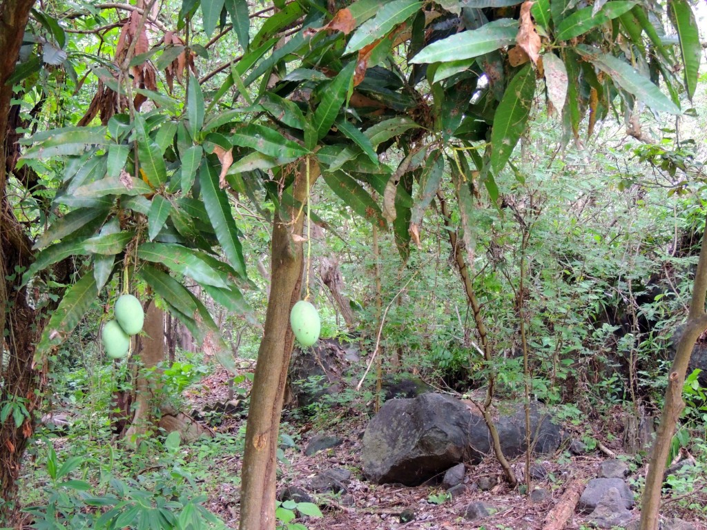Foto: Reserva Natural Ojo de Agua - Ometepe, Nicaragua