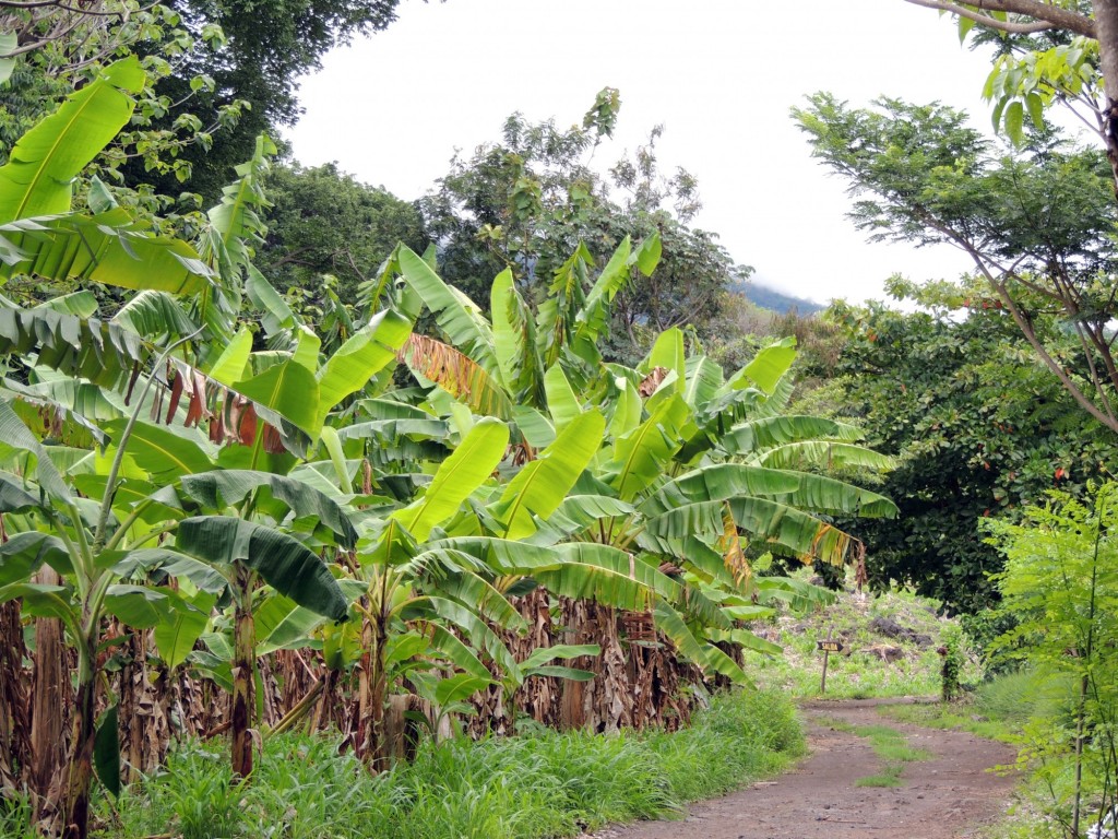 Foto: Reserva Natural Ojo de Agua - Ometepe, Nicaragua