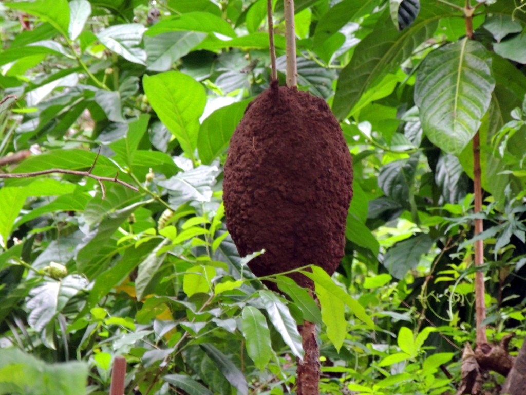 Foto: Reserva Natural Ojo de Agua - Ometepe, Nicaragua