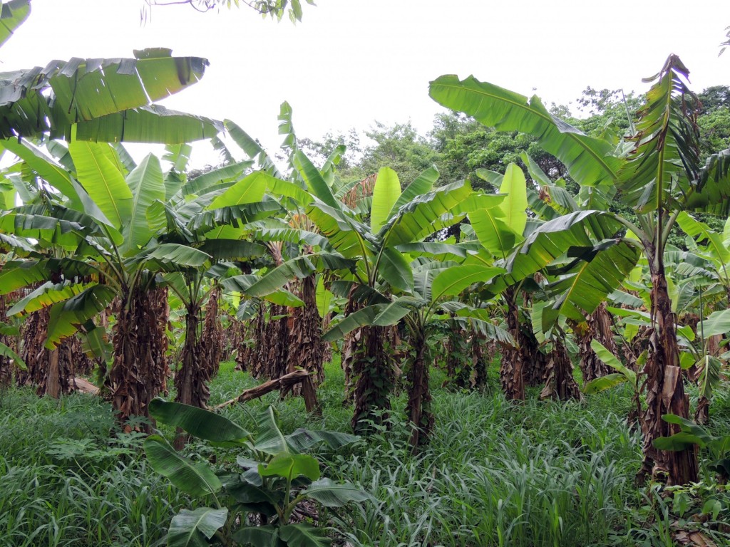 Foto: Reserva Natural Ojo de Agua - Ometepe, Nicaragua