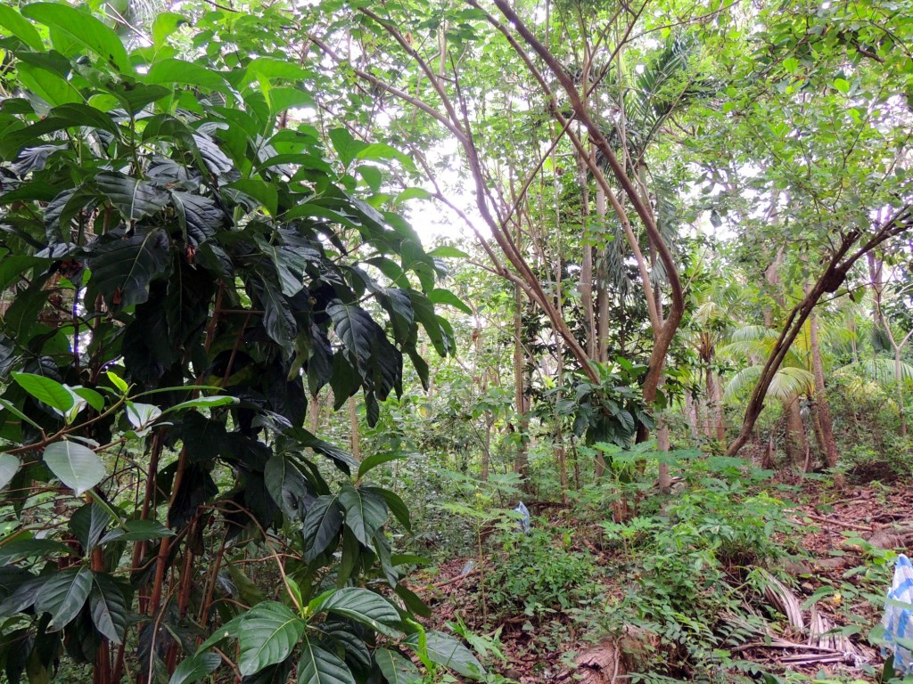 Foto: Reserva Natural Ojo de Agua - Ometepe, Nicaragua