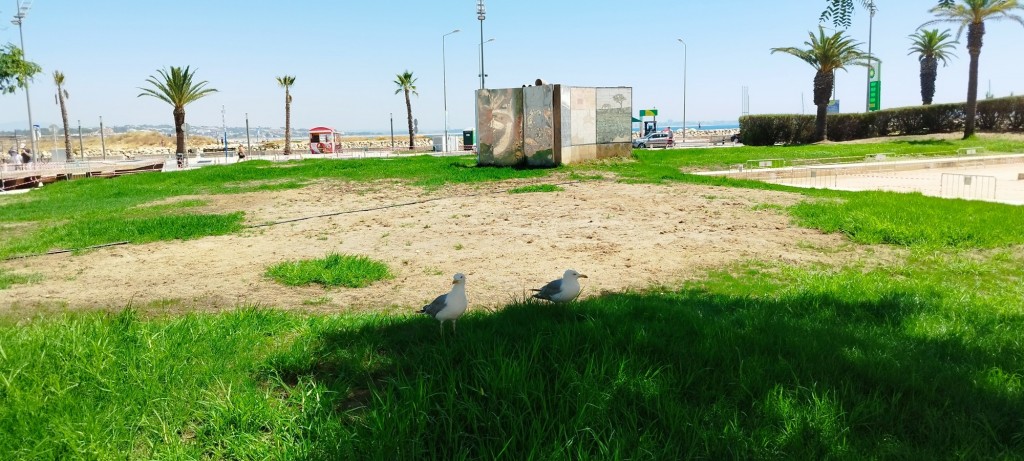 Foto: Jardim da Constituçao - Lagos, Portugal