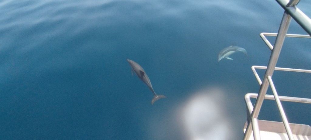 Foto: Juegan con el barco - Lagos, Portugal