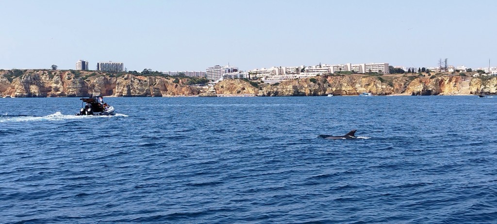 Foto: Nos enseña su aleta dorsal - Lagos, Portugal