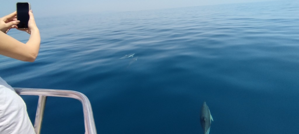 Foto: Inmortalizando el avistamiento del delfin - Lagos, Portugal
