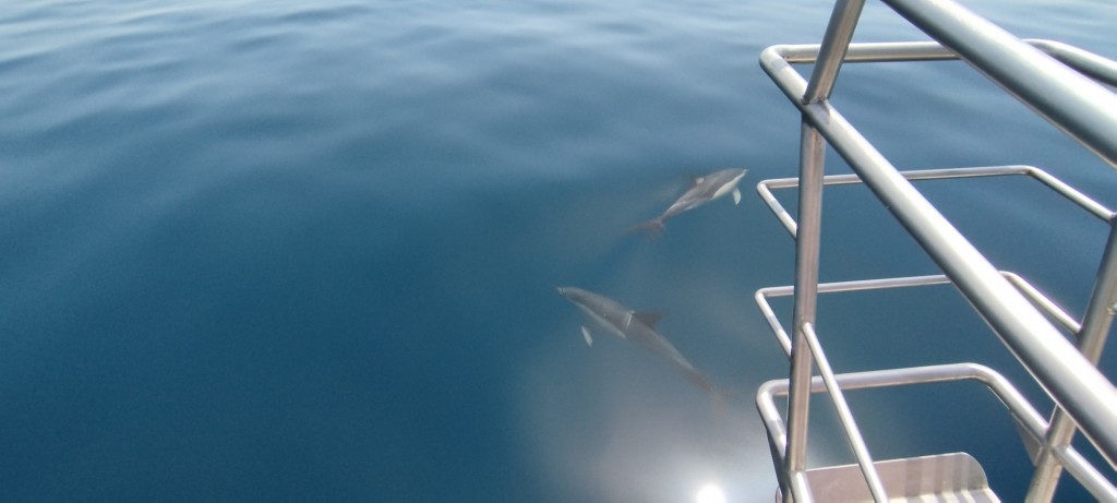 Foto: Dos por la proa - Lagos, Portugal