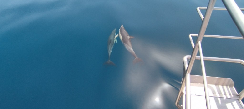 Foto: En la proa - Lagos, Portugal