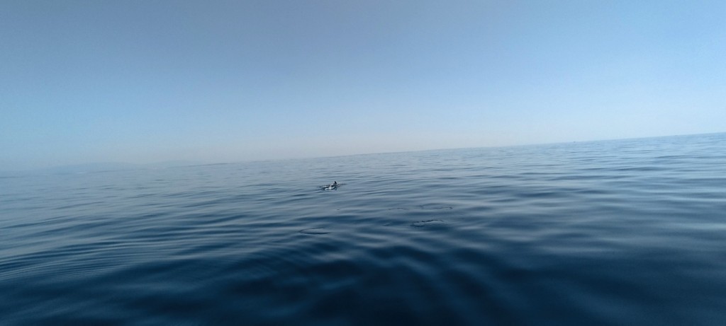 Foto: Aleta a la vista - Lagos, Portugal