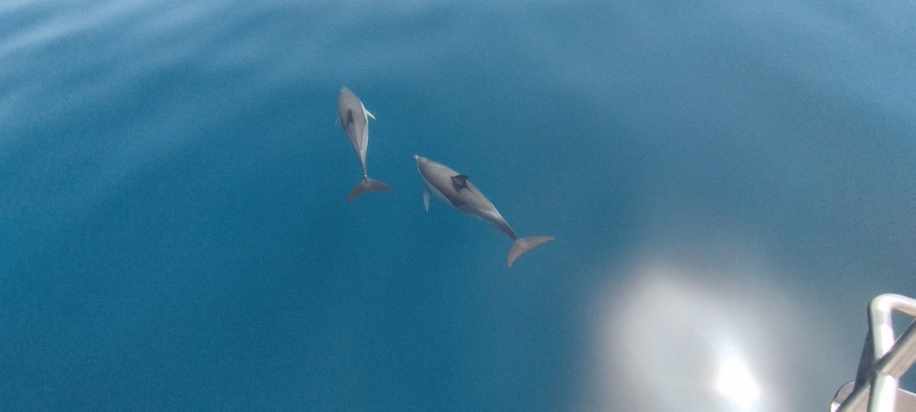 Foto: Delfines - Lagos, Portugal