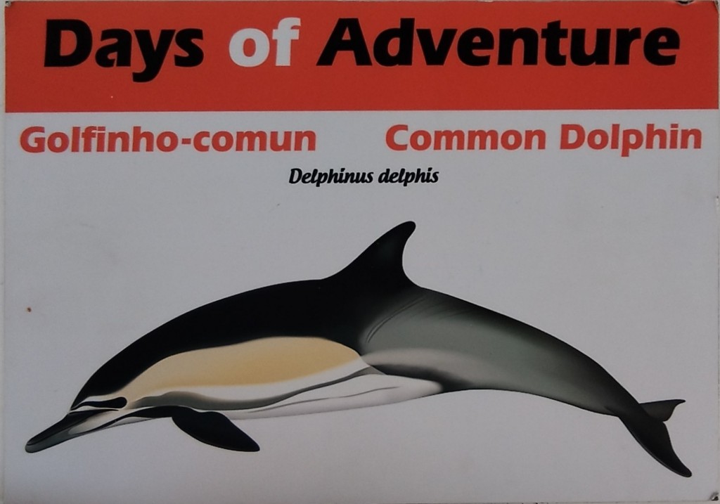 Foto: Delfin Común - Lagos, Portugal