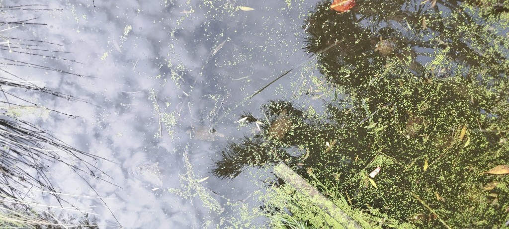 Foto: Valdevaqueros - Tarifa (Cádiz), España