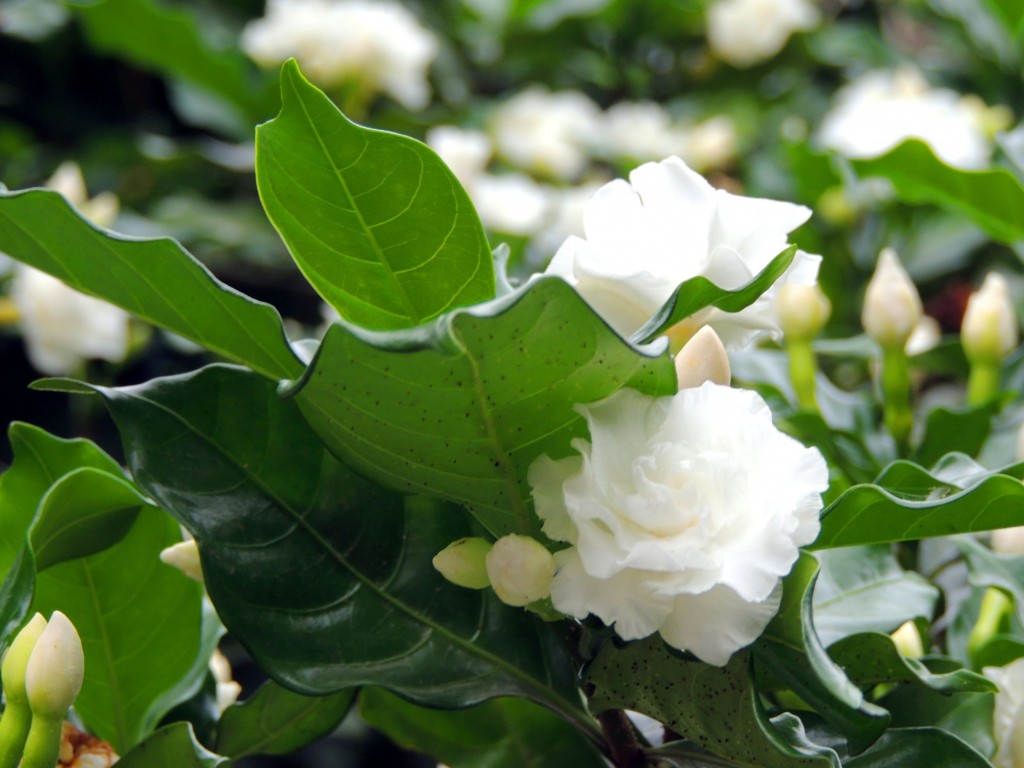 Foto: Mirador Cocibolca - Cocibolca, Nicaragua