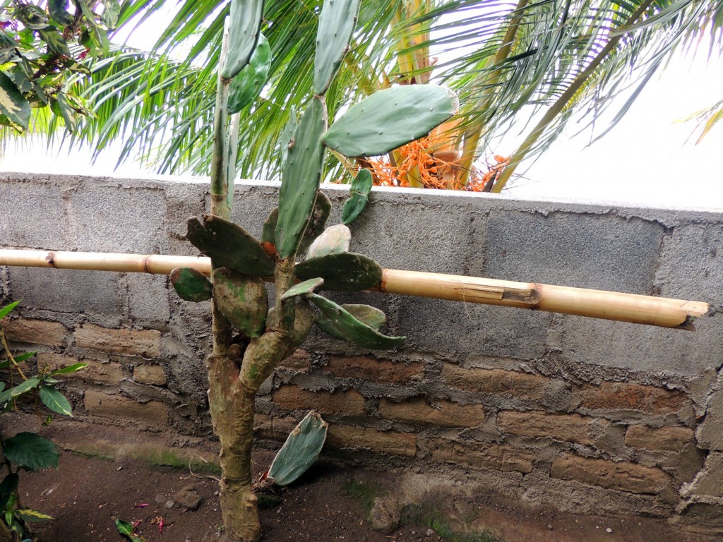 Foto: Mirador Cocibolca - Cocibolca, Nicaragua
