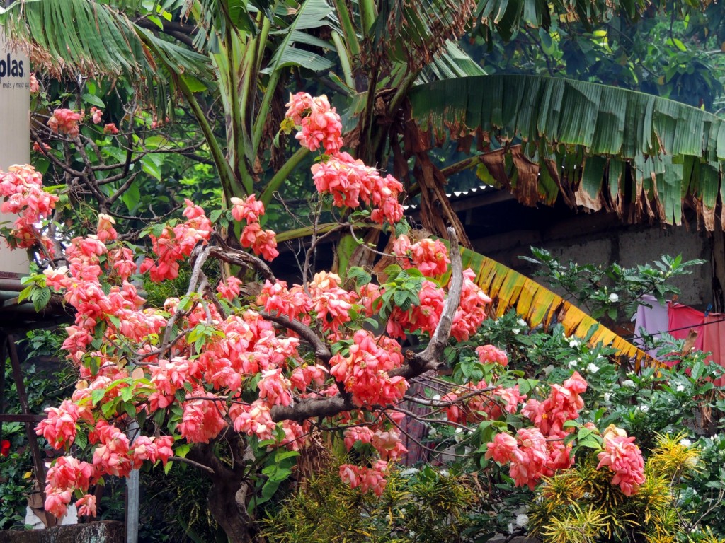 Foto: Mirador Cocibolca - Cocibolca, Nicaragua