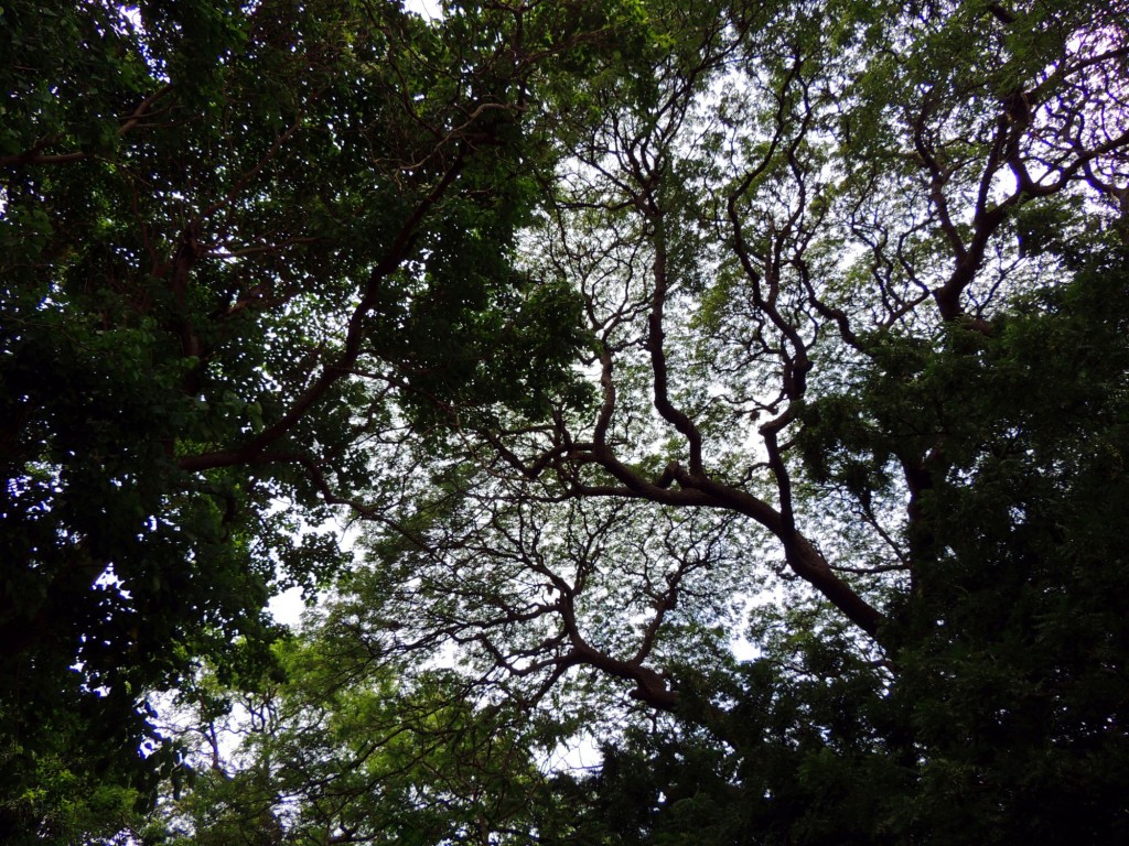 Foto: Playa Punta Jesús María - Ometepe,Punta Jesús María, Nicaragua