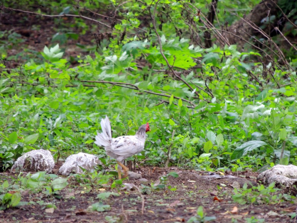 Foto: Playa Punta Jesús María - Ometepe,Punta Jesús María, Nicaragua