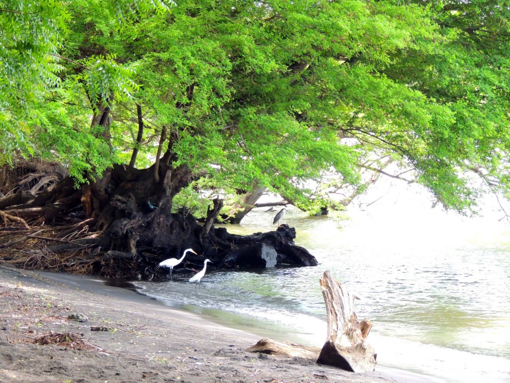 Foto: Playa Punta Jesús María - Ometepe,Punta Jesús María, Nicaragua