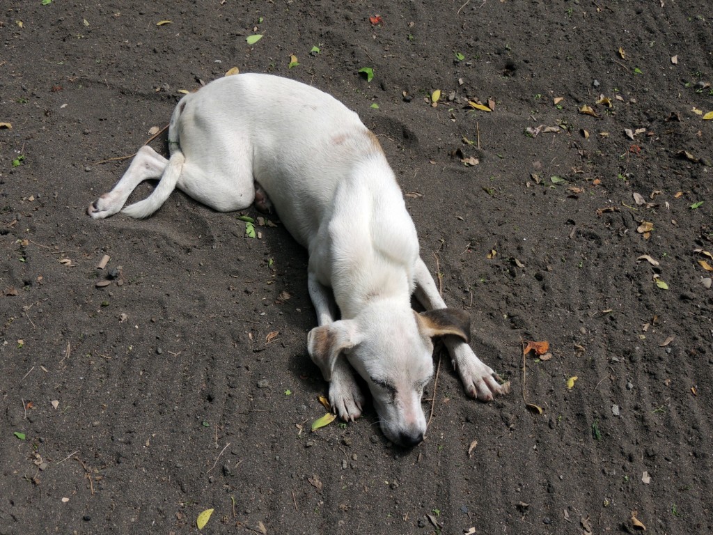 Foto: Playa Punta Jesús María - Ometepe,Punta Jesús María, Nicaragua