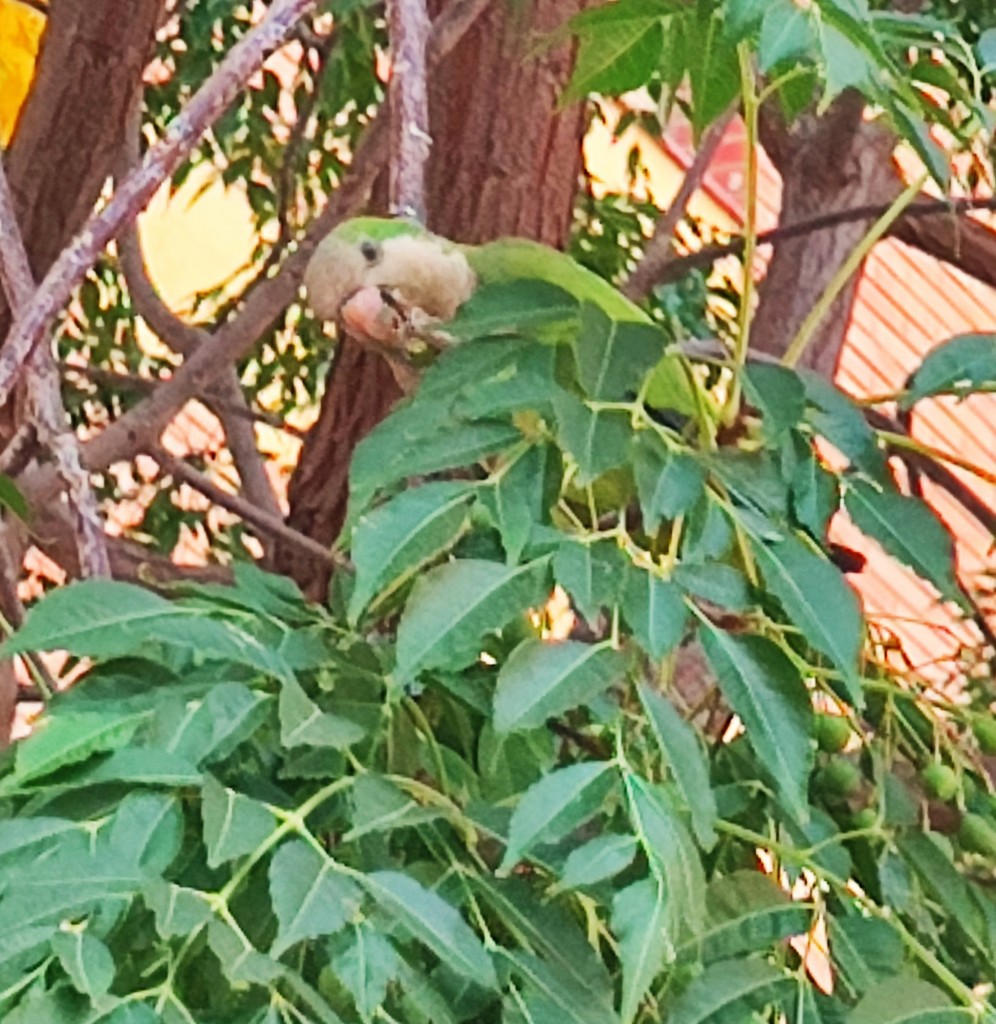 Foto: Cotorra Argentina - Barcelona (Cataluña), España