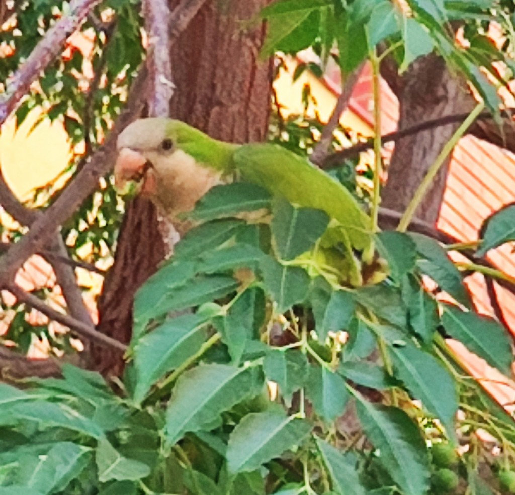 Foto: Cotorra Argentina - Barcelona (Cataluña), España