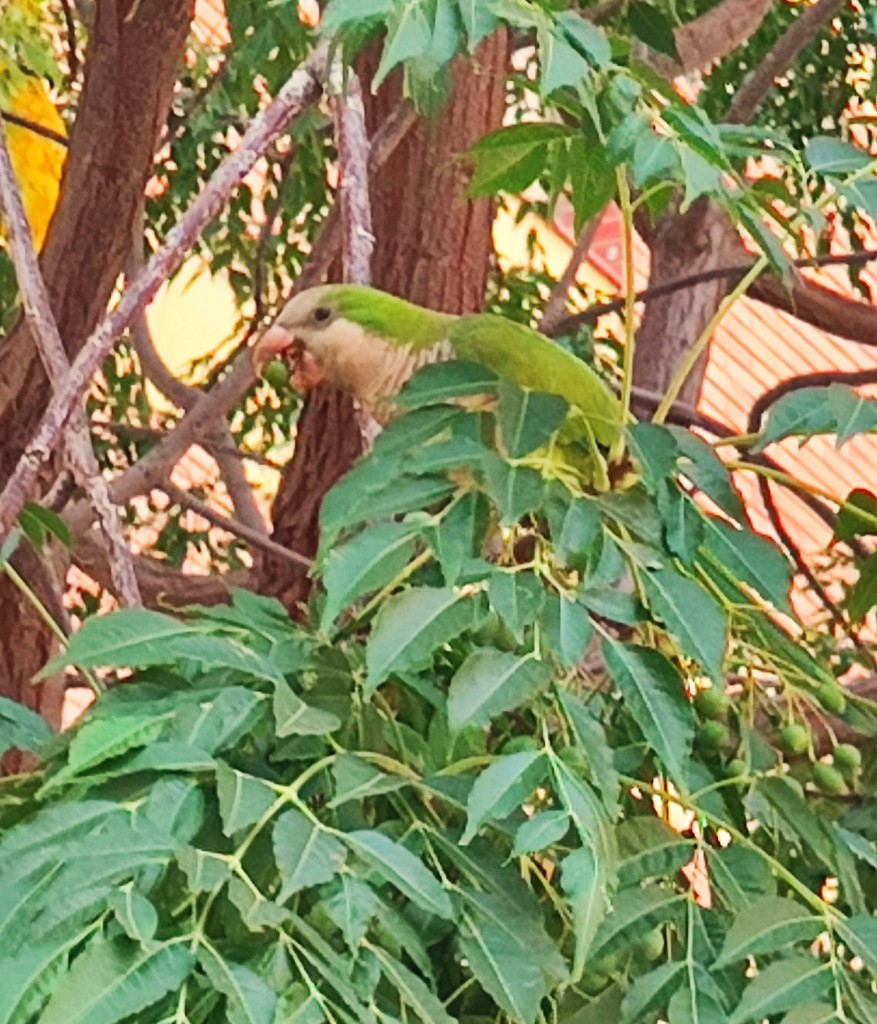 Foto: Cotorra Argentina - Barcelona (Cataluña), España
