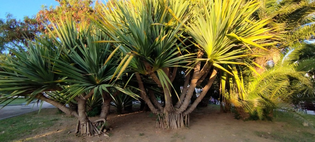 Foto de Cádiz (Andalucía), España