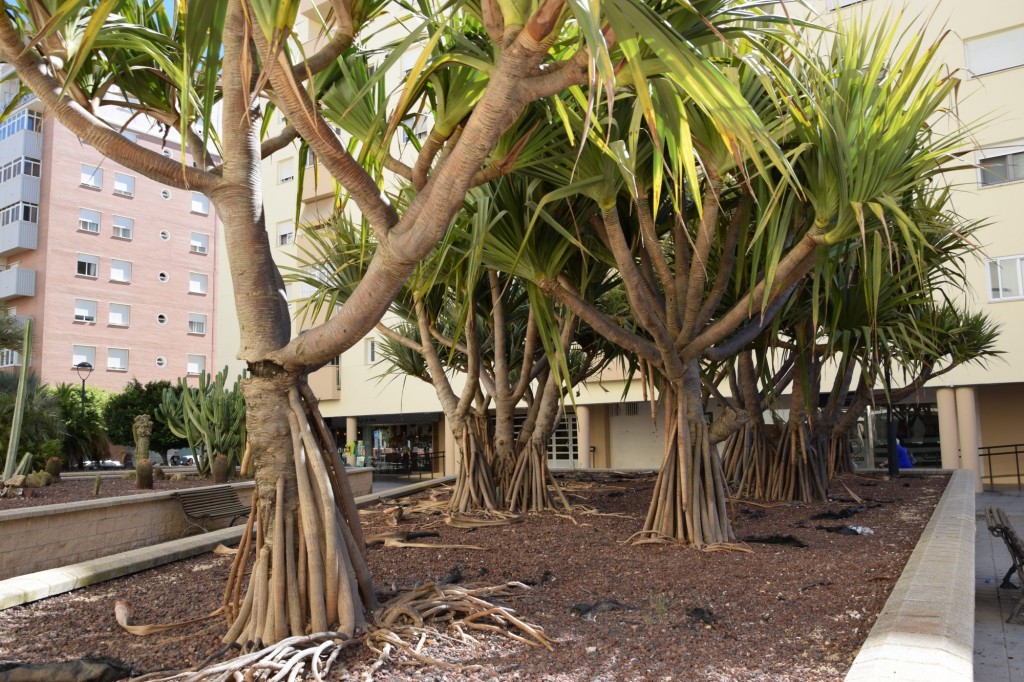 Foto de Cádiz (Andalucía), España
