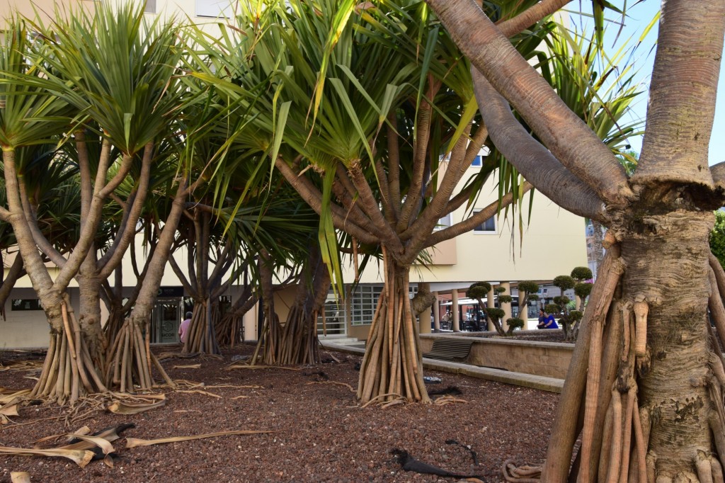 Foto de Cádiz (Andalucía), España