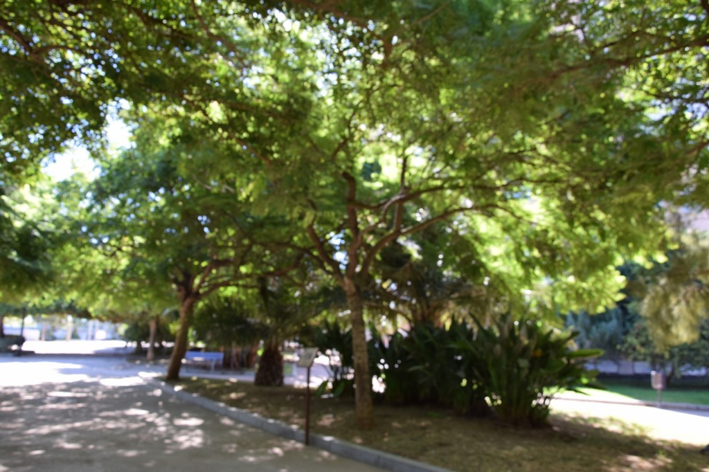 Foto: Jacaranda, Parque Celestino Mutis - Cádiz (Andalucía), España