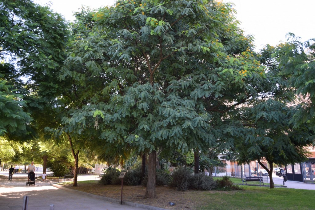 Foto: Araucaria,  Parque Celestino Mutis - Cádiz (Andalucía), España