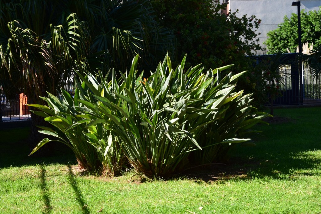 Foto: Parque Celestino Mutis - Cádiz (Andalucía), España