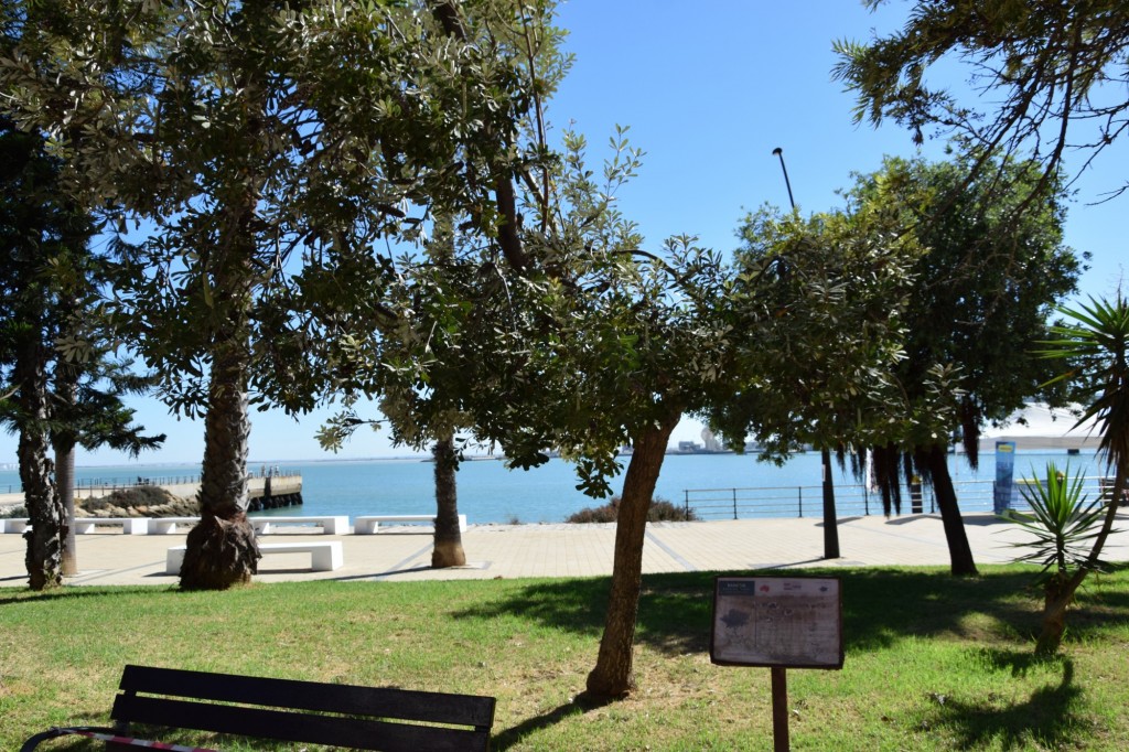 Foto: Banksia, Parque Celestino Mutis - Cádiz (Andalucía), España