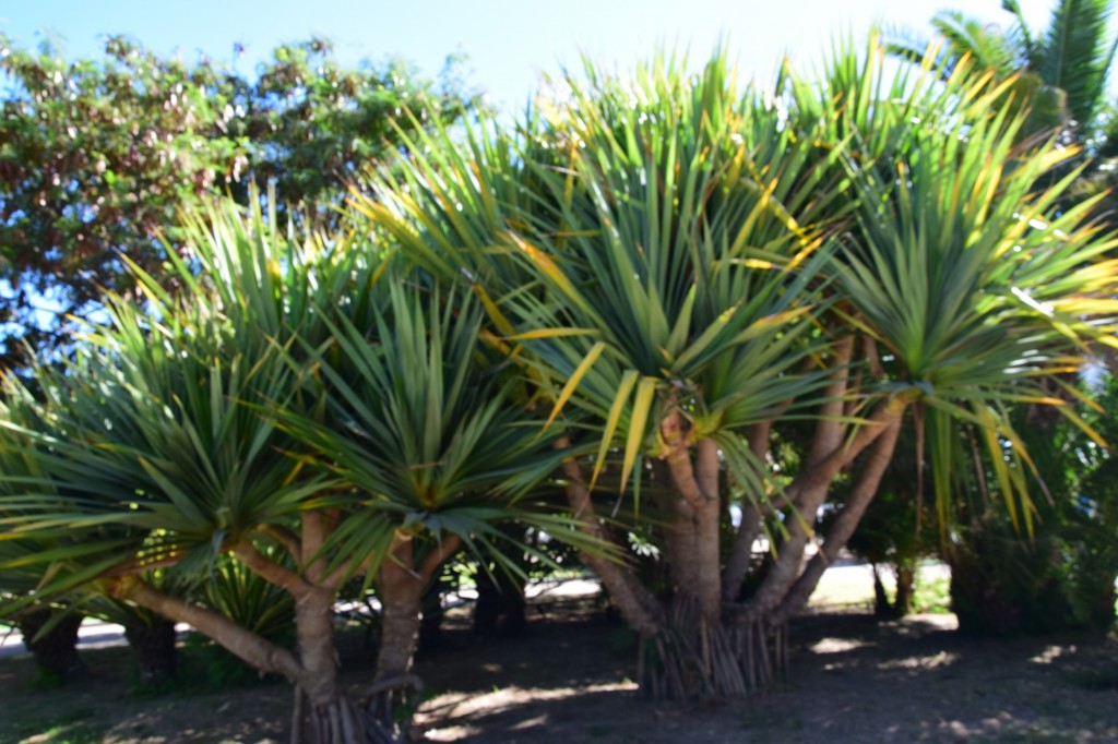 Foto: Pandano, Parque Celestino Mutis - Cádiz (Andalucía), España