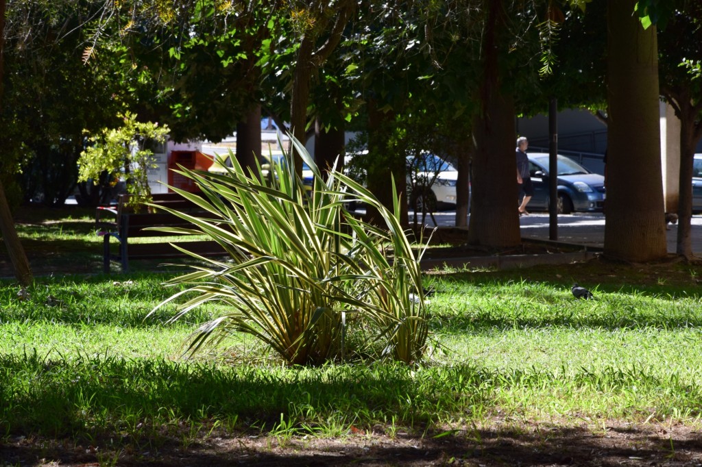 Foto: Parque Celestino Mutis - Cádiz (Andalucía), España