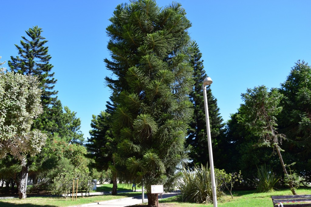 Foto: Araucaria Columnar, Parque Celestino Mutis - Cádiz (Andalucía), España