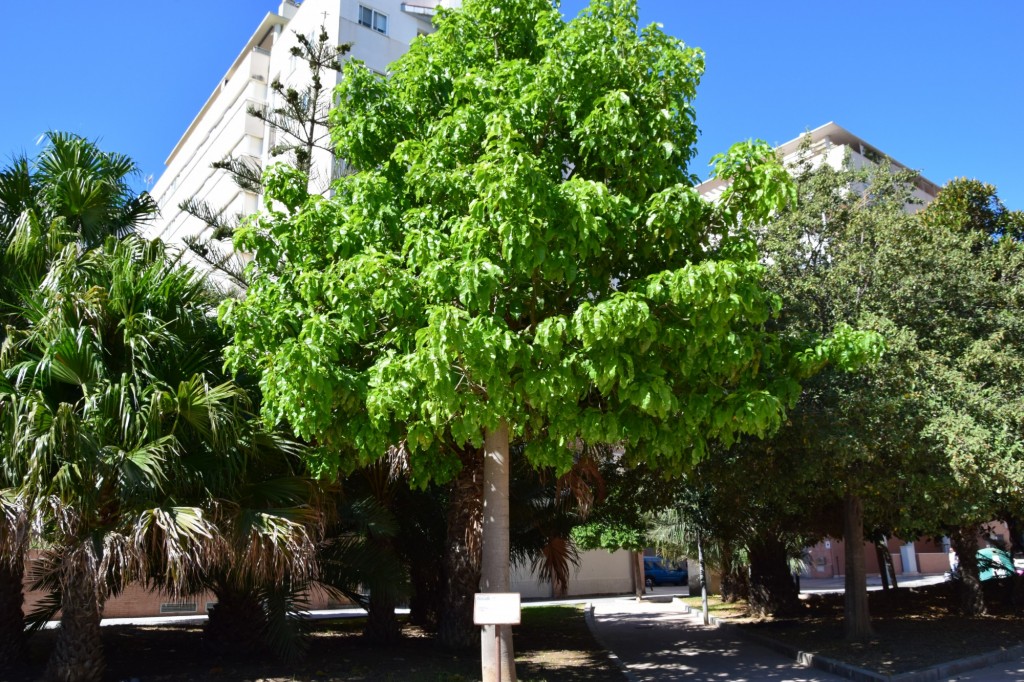 Foto: Brachytón Acerifolius, Parque Celestino Mutis - Cádiz (Andalucía), España