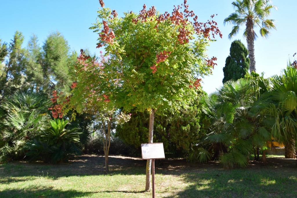 Foto: Jabonero de la China, Parque Celestino Mutis - Cádiz (Andalucía), España
