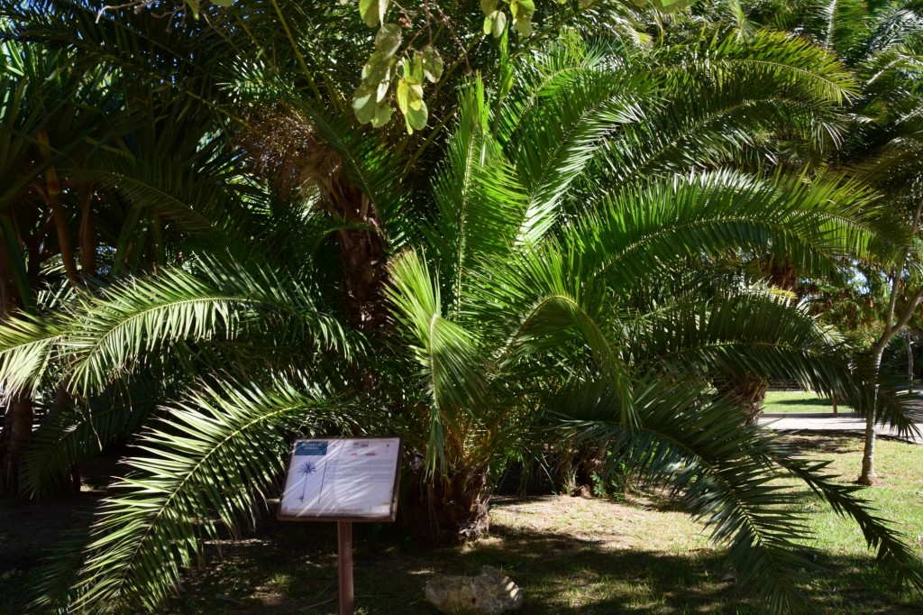 Foto: Palmera de Senegal, Parque Celestino Mutis - Cádiz (Andalucía), España